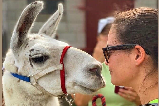 Llama/Alpaca Hike and Farm Tour - Who will enjoy Clover Brooke Farm most