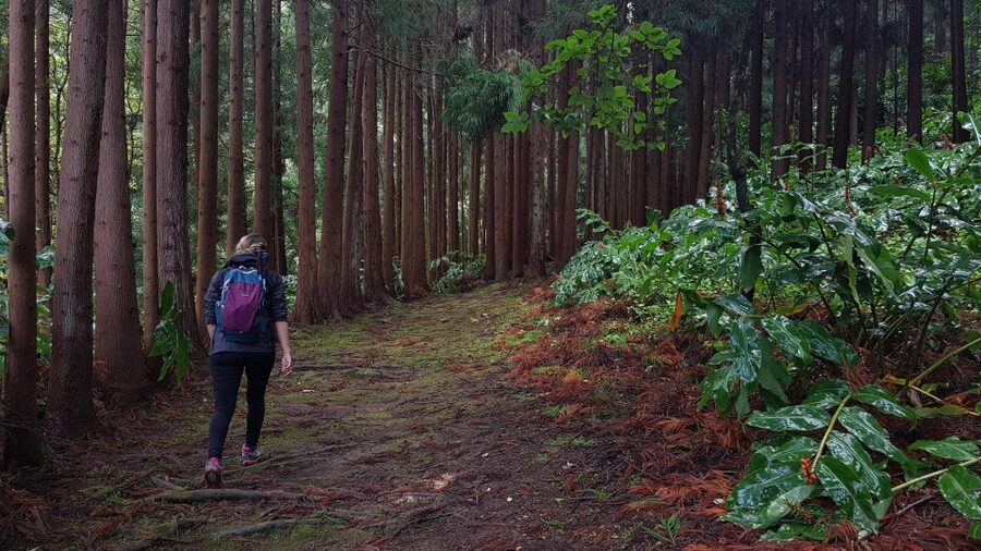 Lomba de São Pedro: Waterfall Hiking Tour with Tea Tasting - Key points to know before booking