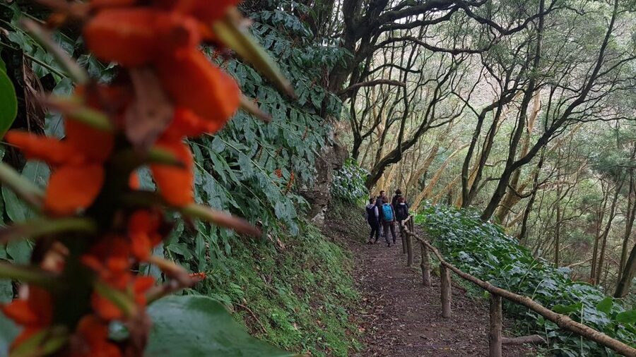 Lomba de São Pedro: Waterfall Hiking Tour with Tea Tasting - Picnic lunch and Ribeira dos Caldeirões