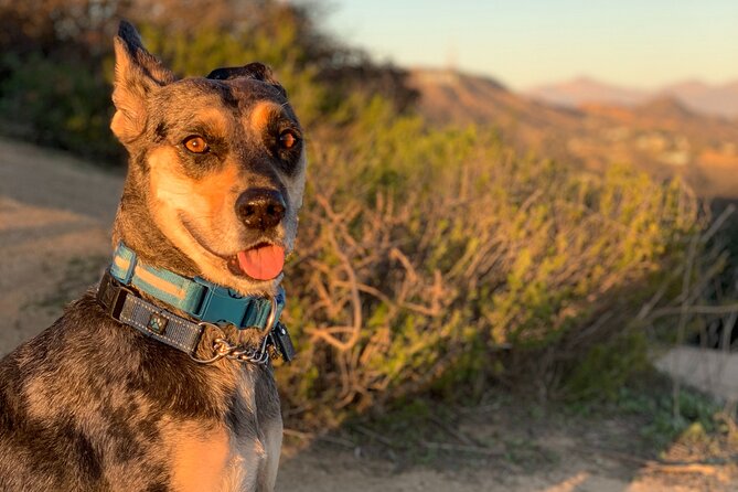 Los Angeles: Hollywood Sunset Walking & Hiking Tour - Who should book it, and who should think twice