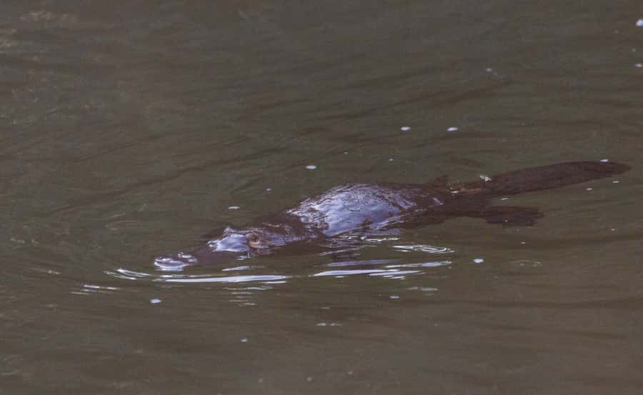 Mackay: Finch Hatton Gorge Hike, Swim & Platypus Adventure - How the $119 price works out