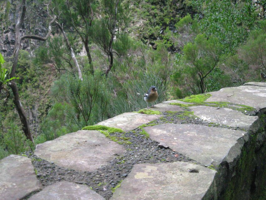 Madeira: Mountain Walk with Lagoon and Waterfalls - Who should book this Madeira walk?