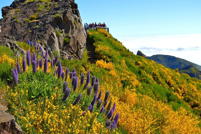 Madeira Peaks - Mountain Walk - Through ancient heather forest