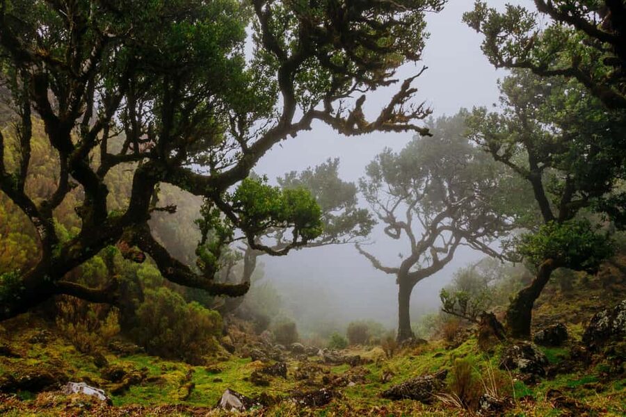 Madeira: PR 18 - Levada do Rei Hike Transfer with Host - Key points to know before booking