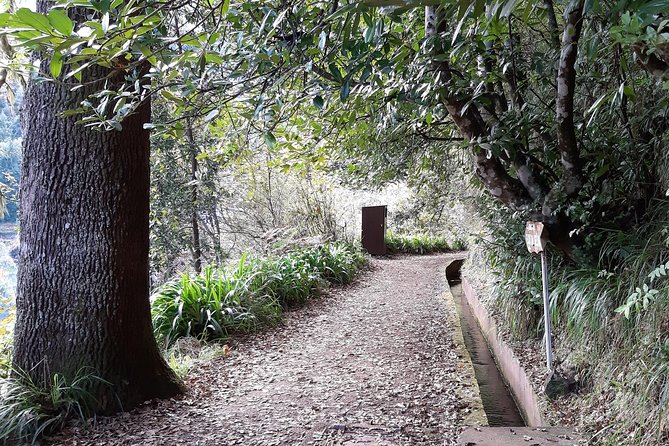 Madeira: Private 1.5-Kilometer Levada dos Balcões Hike PR11 - Walking through Laurisilva Forest
