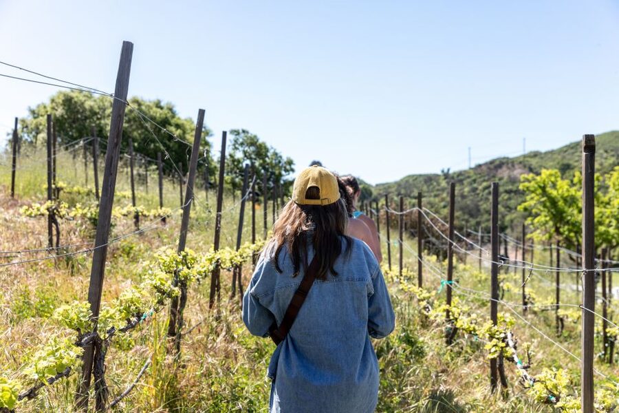 Malibu: Guided Vineyard Hike with Photo Stops and Wine - Why this Malibu walk feels different from a basic vineyard visit