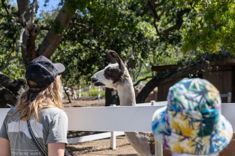 Malibu: Guided Vineyard Hike with Photo Stops and Wine - Who will enjoy this most