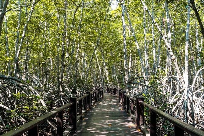 Mangrove Forest Hike and River Boat Ride with Private Guide from Hua Hin - Walking under Pranburi’s mangrove canopy