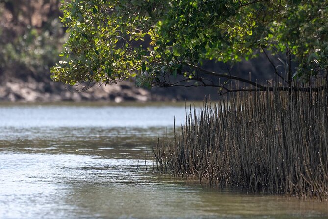 Mangrove Forest Hike and River Boat Ride with Private Guide from Hua Hin - Who should book this experience