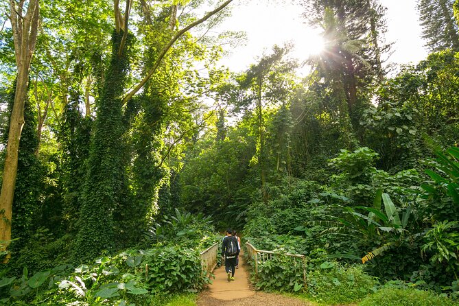 Manoa Waterfall Hike with Waikiki Pickup & Healthy Lunch - From Waikiki hotels to Manoa Valley