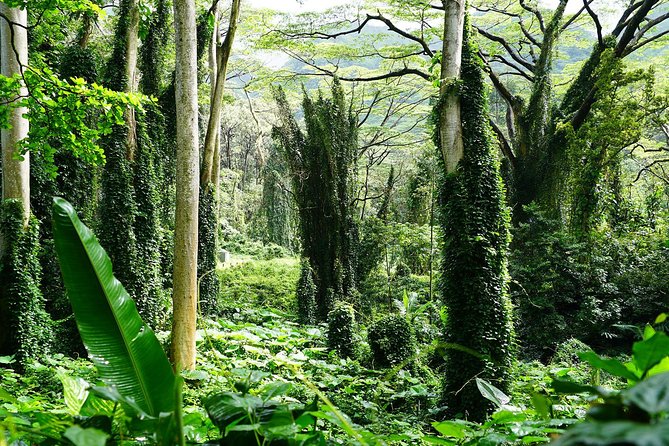 Manoa Waterfall Hike with Waikiki Pickup & Healthy Lunch - Tantalus Lookout and lunch above Honolulu