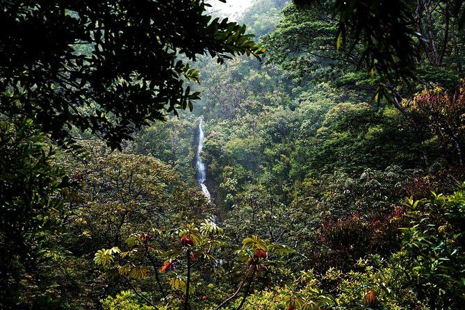 Manoa Waterfall Hike with Waikiki Pickup & Healthy Lunch - Who should book this hike?