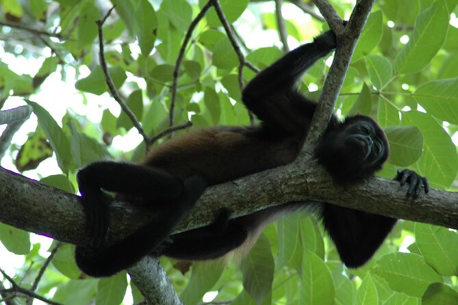 Manuel Antonio National Park Hiking Tour from Jacó - Why this Jacó to Manuel Antonio day trip works