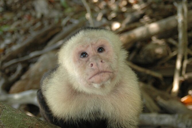 Manuel Antonio National Park Hiking Tour from Jacó - Breakfast and a break at Tucanes Tours