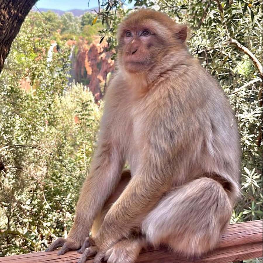 Marrakech: ourika valley lunch & guided hike to waterfalls - The Setti Fatma waterfall hike