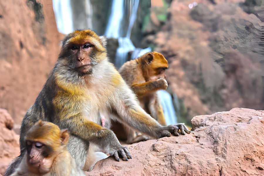 Marrakesh: Ouzoud Waterfalls Trip with Hike & Boat Option - Why Ouzoud is worth the long ride from Marrakech