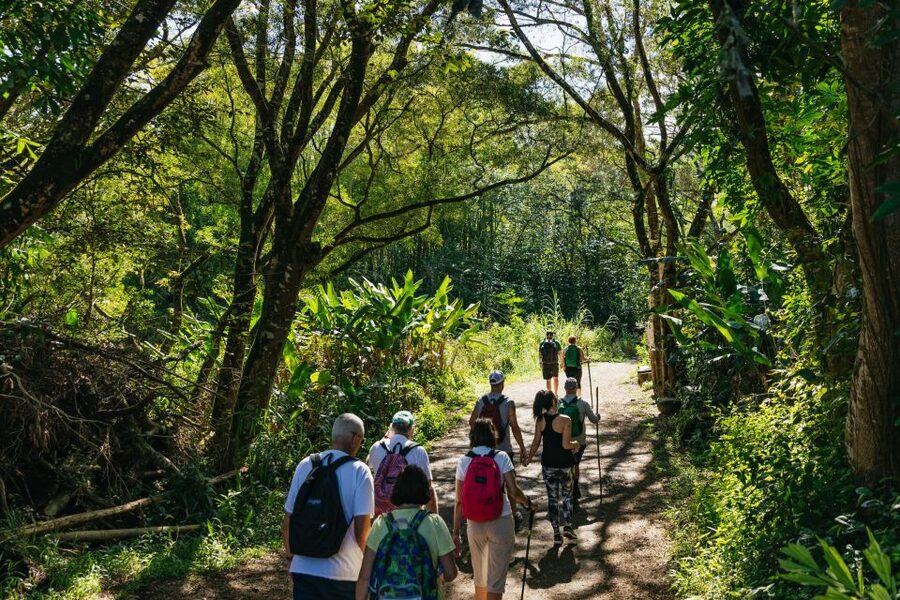 Maui: Rainforest Waterfalls Guided Hike with Picnic Lunch - Plants, fruit, and Hawaiian culture