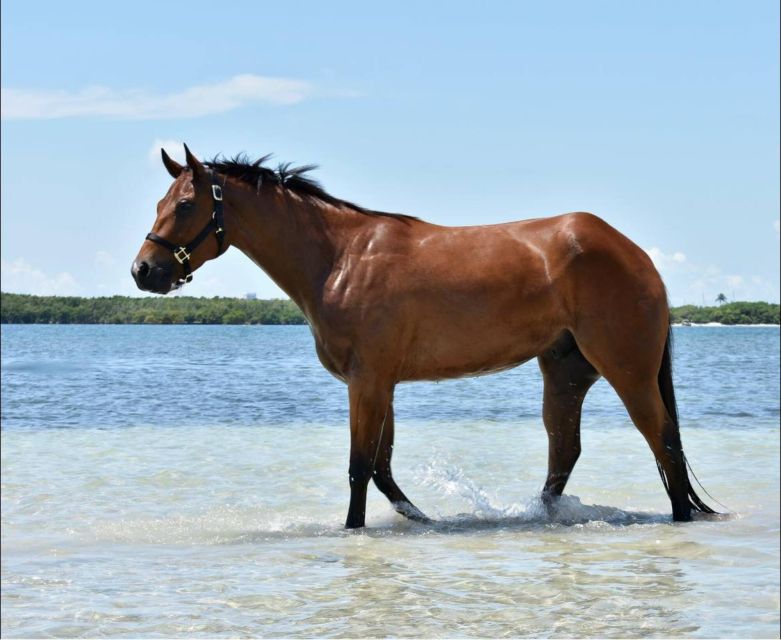 Miami: Beach Horse Ride & Nature Trail - Is $180 a fair price?