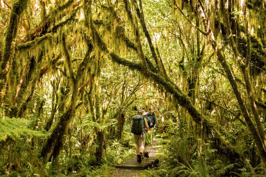Milford Track: Full Day Guided Hike and Nature Cruise - Fitness, clothing, and who should take this tour