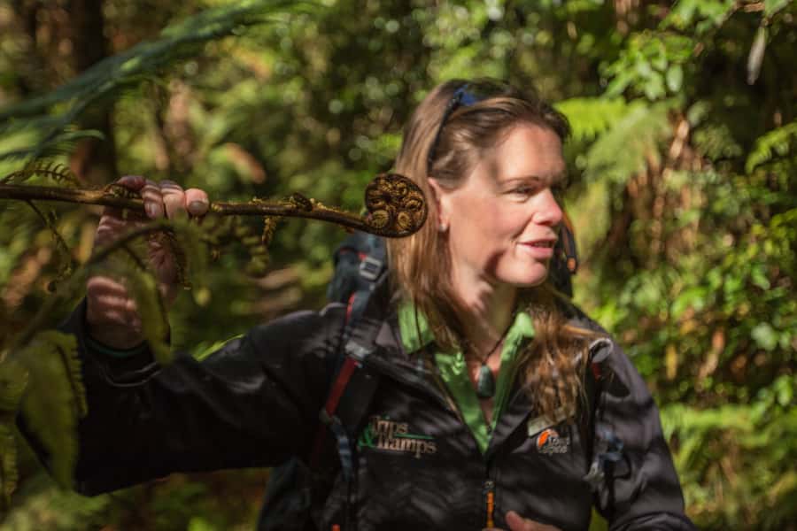 Milford Track: Full Day Guided Hike and Nature Cruise - Reaching Milford Sound before the walk