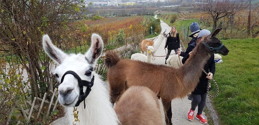Mödling/Vienna: Scenic Guided Hike with Alpacas and Llamas - Key points to know before you book