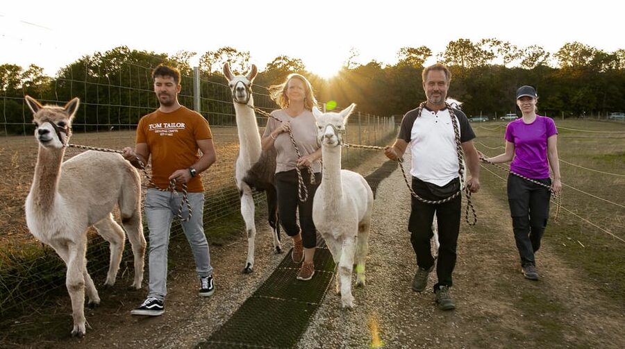 Mödling/Vienna: Scenic Guided Hike with Alpacas and Llamas - Meeting alpacas and llamas at the Mödling farm