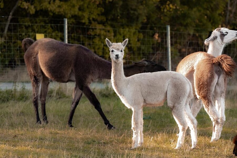 Mödling/Vienna: Scenic Guided Hike with Alpacas and Llamas - A 20-minute break for views and photos