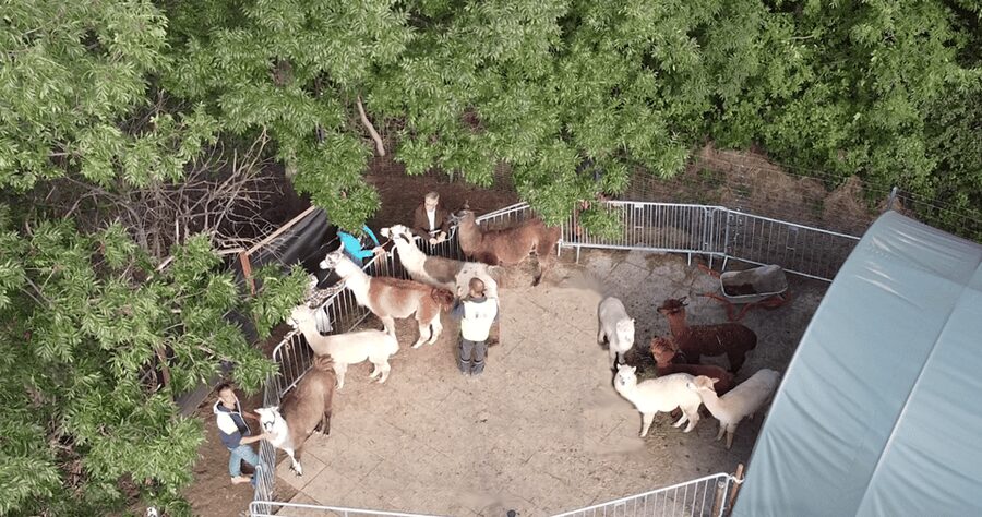 Mödling/Vienna: Scenic Guided Hike with Alpacas and Llamas - The animal welfare question