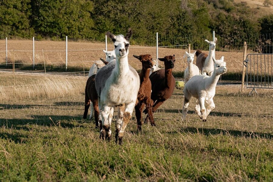 Mödling/Vienna: Scenic Guided Hike with Alpacas and Llamas - Who will enjoy this most