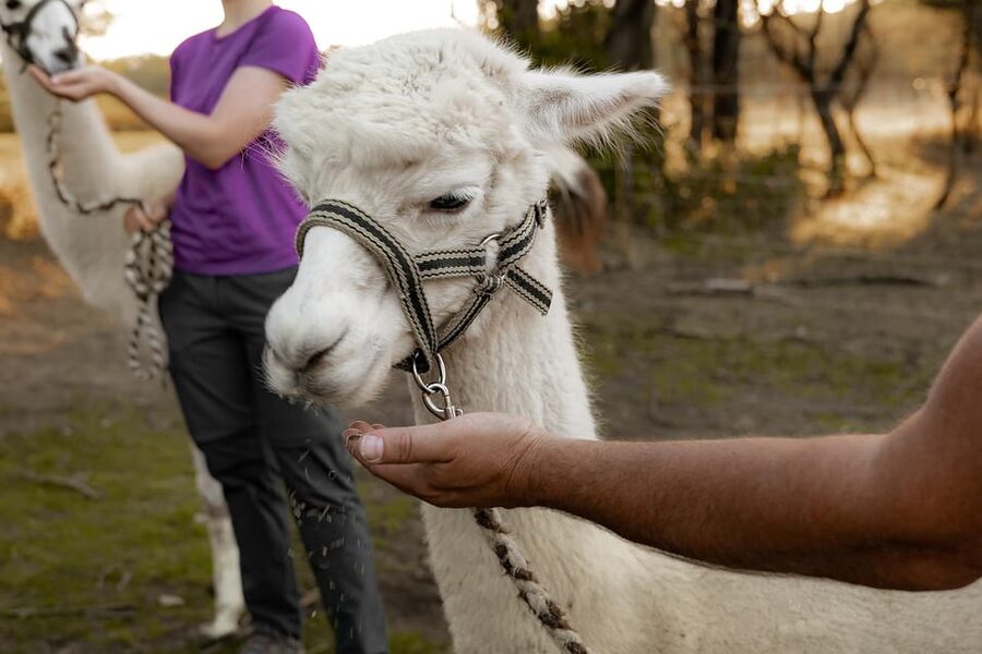 Mödling/Vienna: Scenic Guided Hike with Alpacas and Llamas - Practical details that make the day easier