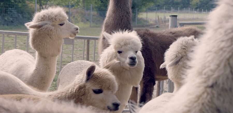 Mödling/Vienna: Scenic Guided Hike with Alpacas and Llamas - Walking the woods and vineyards for 35 minutes