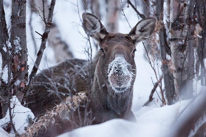 Morning hike in Abisko National Park - A gentle way into Abisko National Park