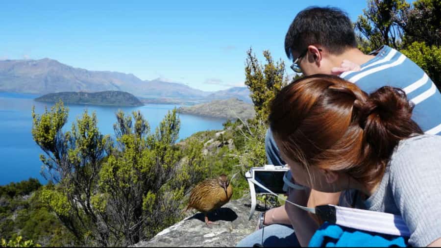 Mou Waho Island: 3-Hour Cruise and Guided Nature Walk - Why Mou Waho Island is different from an ordinary lake cruise