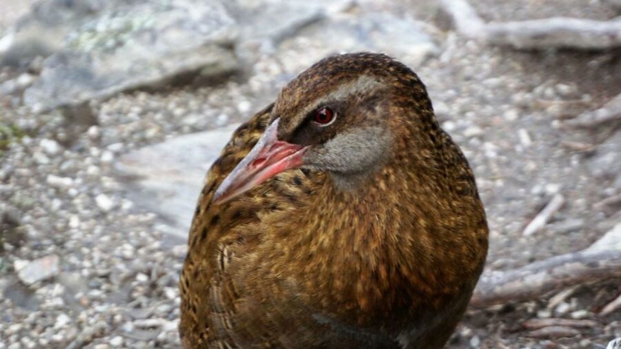 Mou Waho Island: 3-Hour Cruise and Guided Nature Walk - The island lake and lookout rock