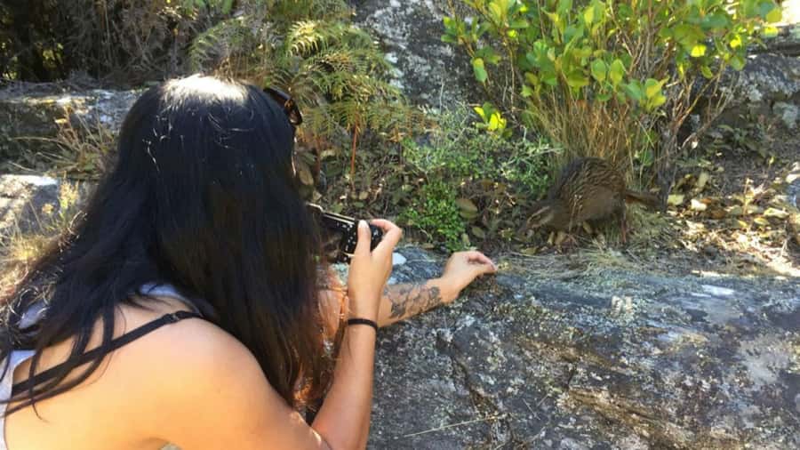 Mou Waho Island: 3-Hour Cruise and Guided Nature Walk - Who should book this excursion