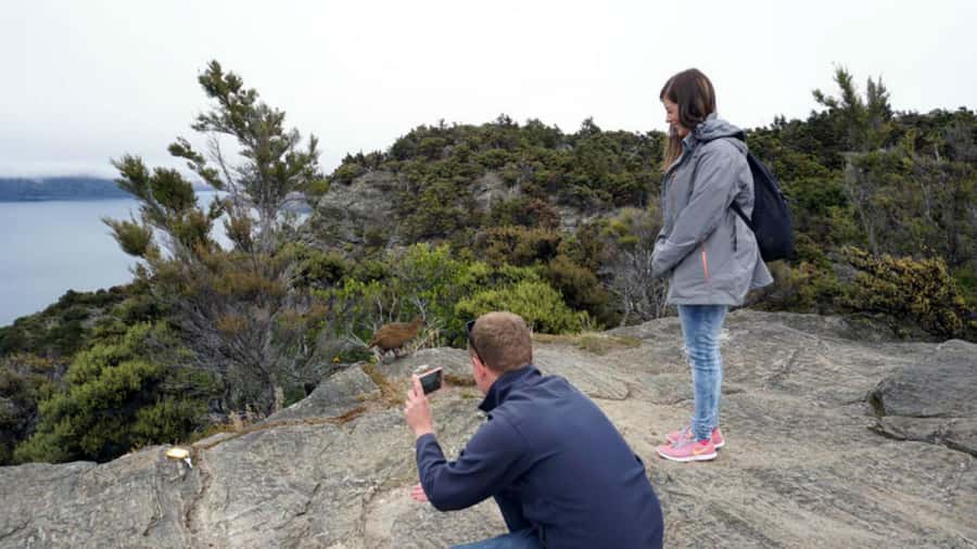 Mou Waho Island: 3-Hour Cruise and Guided Nature Walk - Should you book Mou Waho Island?
