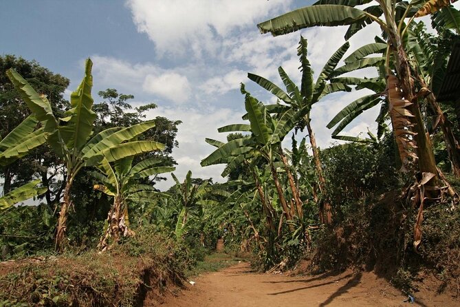 Mount Kilimanjaro Day Hike Through Marangu Route to Mandara Hut - Key points to know before you book