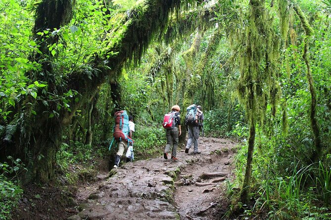 Mount Kilimanjaro Day Hike Through Marangu Route to Mandara Hut - What the $265 price includes