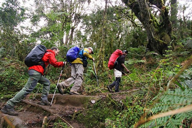 Mt Kilimanjaro Day Hike - Why this Kilimanjaro day hike works