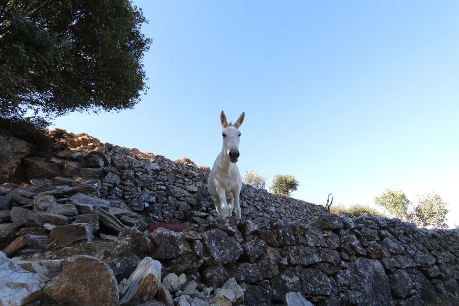 Naxos: Hike to the Top of Mount Zas with a Guide - Who should book this hike?