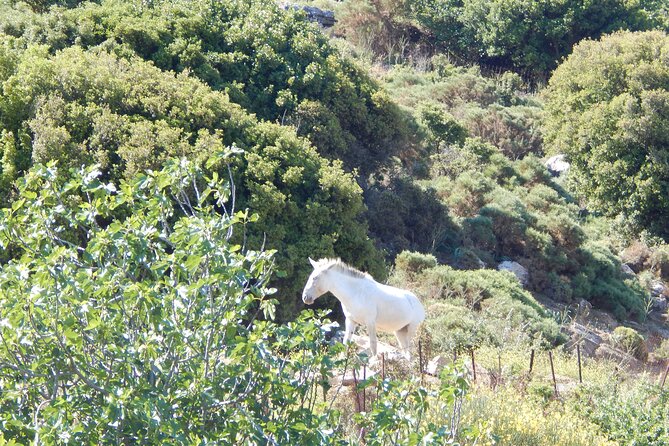 Naxos: Hike to the Top of the Cyclades - Mount Zas - Why Mount Zas is worth your morning