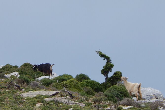Naxos: Hike to the Top of the Cyclades - Mount Zas - The summit view over Naxos and the Aegean