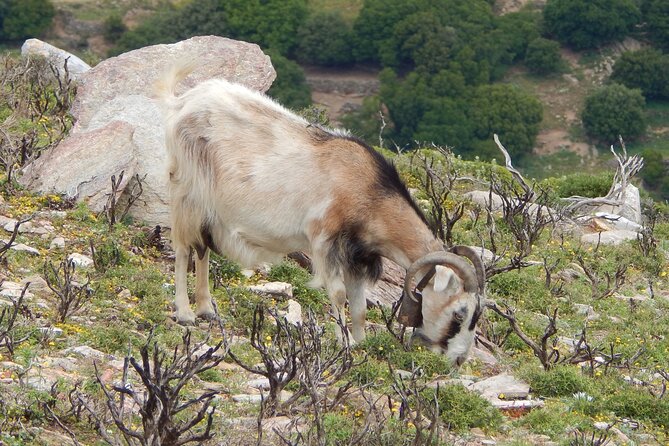 Naxos: Hike to the Top of the Cyclades - Mount Zas - Who will enjoy this hike most