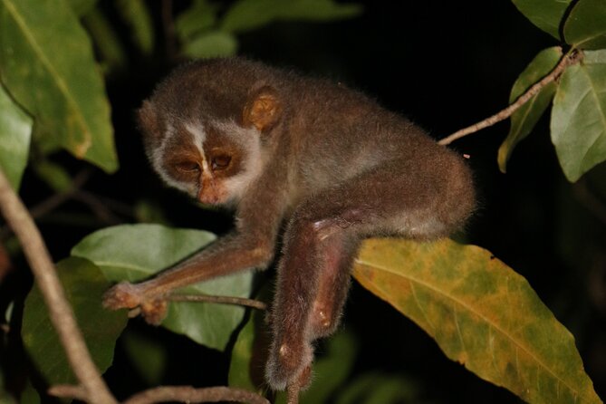 Night Hike to see Elusive & Rare Loris in Sigiriya - Why a loris night walk belongs in your Sigiriya plans