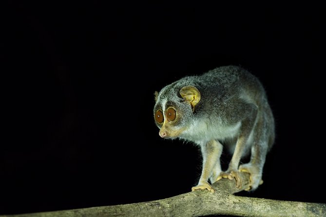 Night Hike to see Elusive & Rare Loris in Sigiriya - The briefing explains what makes lorises so hard to find