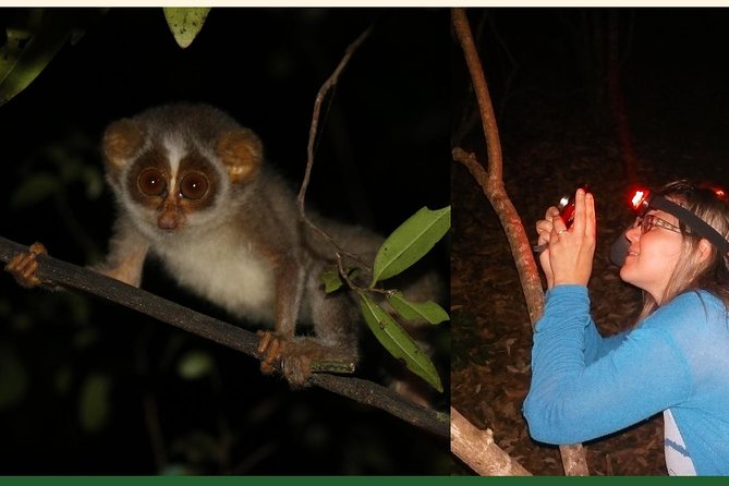 Night Hike to see Elusive & Rare Loris in Sigiriya - Headlamps, jungle paths, and the first steps after dark