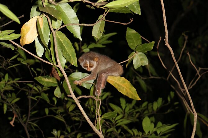 Night Hike to see Elusive & Rare Loris in Sigiriya - Searching the trees for the first loris
