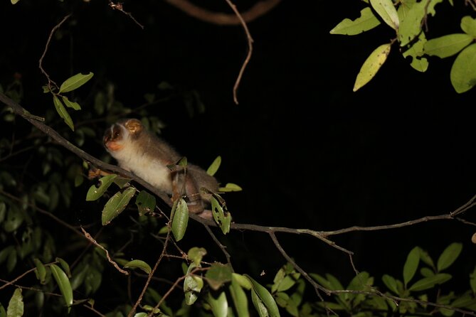 Night Hike to see Elusive & Rare Loris in Sigiriya - Rain, moonlight, and the limits of wildlife watching