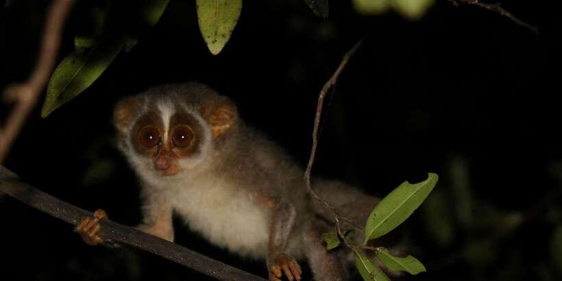 Night Hike to see Elusive & Rare Loris in Sigiriya - Why the conservation angle adds value