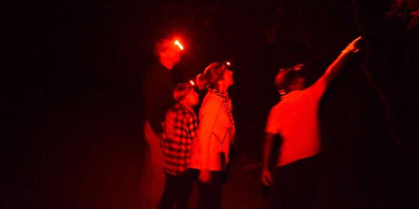 Night Hike to see Elusive & Rare Loris in Sigiriya - What the $64 price means for two people